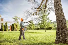 Best Tree Cabling and Bracing  in Packanack Lake, NJ