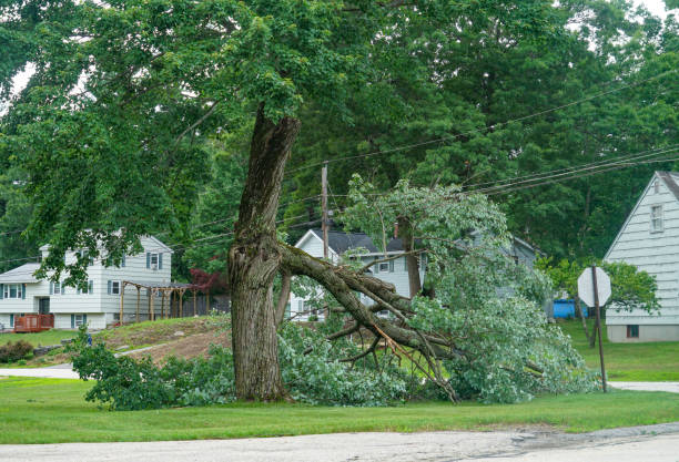 Best Arborist Consultation Services  in Packanack Lake, NJ