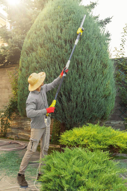 Best Palm Tree Trimming  in Packanack Lake, NJ